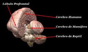 cerebro tres
